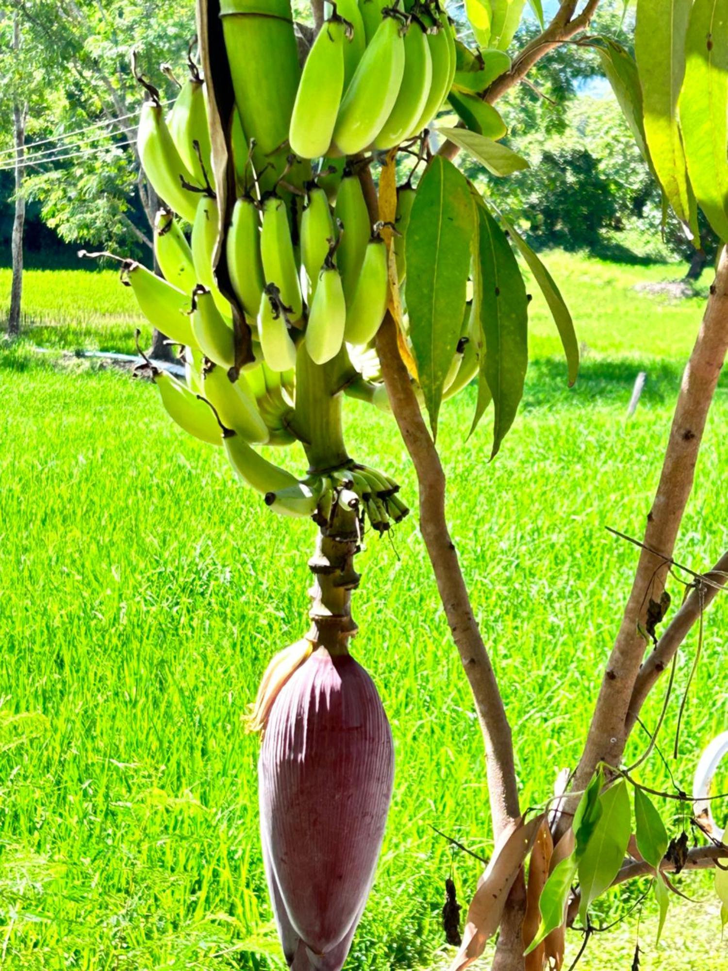 Hotel Blue Stone à Pai Extérieur photo
